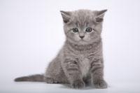 Продаются британские котята из питомника Ivona