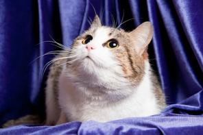 Кошечка Марта ищет дом