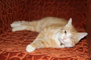Рыжий котик Витек ищет дом.