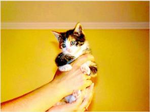 Котёнок Машенька в добрые руки!