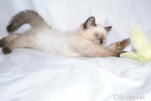 Котята шотландские страйт сил-поинт окраса.
