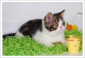 Экзотические котята