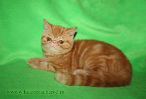 Экзоты котята