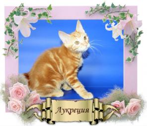 Курильский бобтейл -кошечка