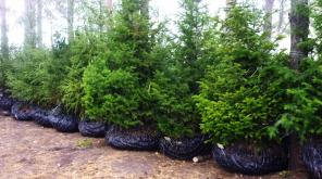 ДЕРЕВЬЯ КРУПНОМЕРЫ, ландшафтное проектирование, служба садовников