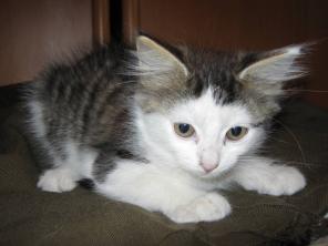 Котята, 2 мес, метисы сибирcкого