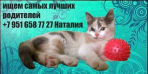 отдам котенка трехцветная красавица ждет вас
