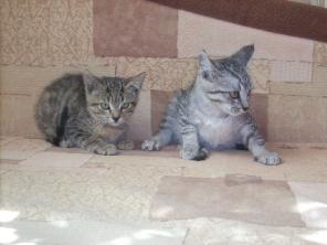 отдам британских котят