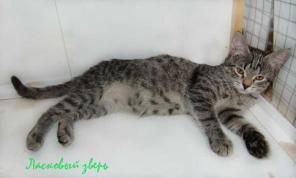 Котенок Машка пузо в горошек в дар