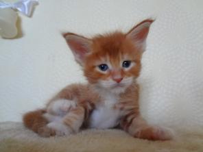 Мейн Кун котята_Продажа! - кошек-великанов