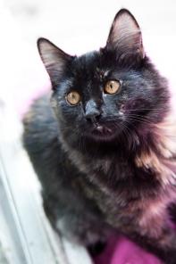 Котенок с необыкновенно красивым окрасом в дар!