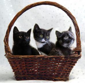 Котята-крошки от домашней кошки, в дар