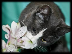 Отдадим котёнка по имени Космос безвозмездно, то есть даром!
