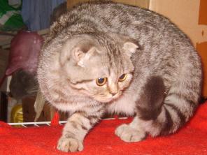 Котята скоттиш фолды тигрового и голубого окраса