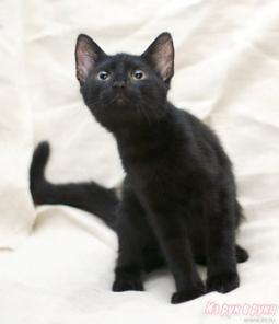 Изящный молодой котик ищет хозяев!
