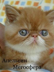 Апельсин - плюшевый экзотический котик