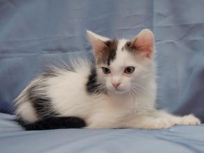 Маленькое счастье в дар! Котёнок 1 мес.