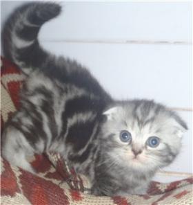 Шикарные котята британские и вислоухие скоттиш-фолд