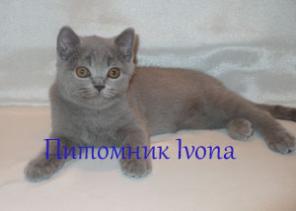 Продаются британские котики
