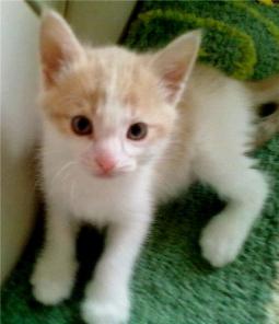 Котенок Бантик,1,5 мес., чудо-малыш, в дар