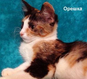 Юная трехцветочка Орешка - комфортная кошечка в хорошую семью...