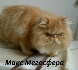 Роскошный персидский котик