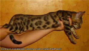 Продам бенгальскую кошечку
