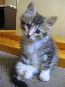 КОТЕНОК ИЩЕТ ДОМ!