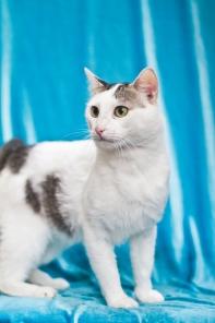 Отдадим котика в добрые руки