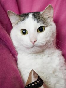 Отдадим котика в добрые руки