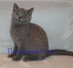 Продаются британские котята из питомника Ivona, недорого