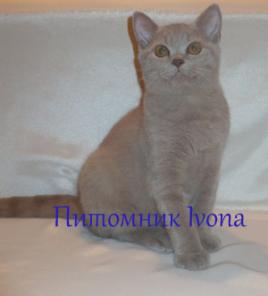 Продаются британские котята из питомника Ivona, недорого