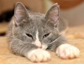 Котенок Крис 5,5 месяцев, в дар