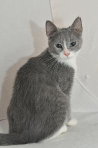 Котенок Крис 5,5 месяцев, в дар