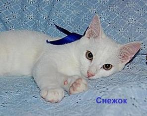 Ну, глаз не оторвать - какая красота! В дар юный Снежок...