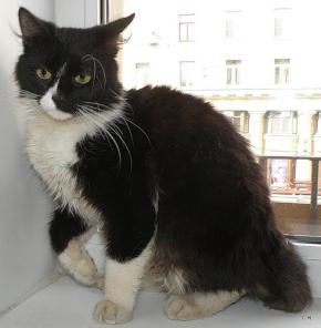 Спецпредложение! Котозайчик - два в одном!
