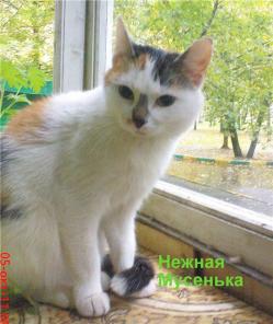 Молодая, здоровая, миниатюрная трехцветочка, в дар, 8 мес.