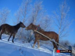 Отдых с детьми в уютном месте Подмосковья.