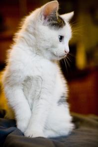 Мальчик Зайчик. Котёнок ищет семью (2 мес.)