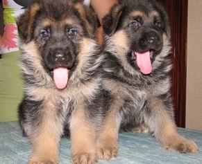 �������� ������� �����