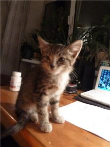 Котик-полосатик ищет лучшего хозяина