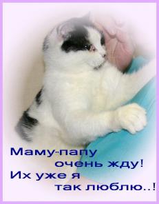 Мама, папа, отзовитесь, очень вас ищу! Я- самый ласковый на свете котик!