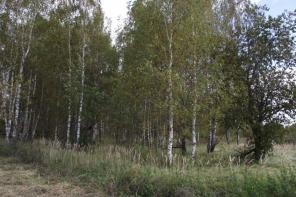 12 900 сотка 98 км в подмосковном поселке по минке