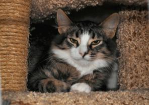 Котенок Яша 5 мес., метис сибирской кошки в дар