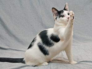 Приятная и юная кошечка Мила,6 мес., в дар