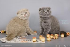 Скоттиш страйт котик - вязка скоттиш фолд кошек