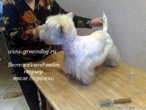 Стрижка собак и кошек разных пород