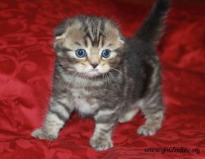Вислоухий шотландский котик
