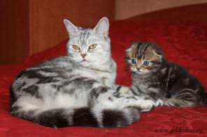 Вислоухий шотландский котик