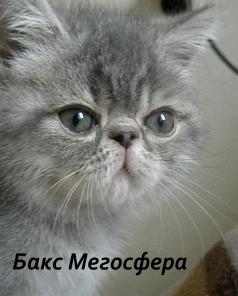Экзотические короткошерстные котята